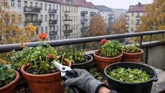 Geranien im Herbst zurückschneiden: so überwintern Pelargonien sicher und blühen 2026 stärker